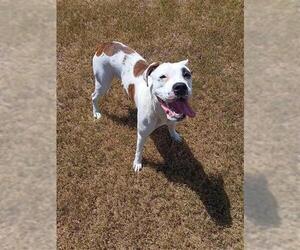 American Bulldog-Unknown Mix Dogs for adoption in Corpus Christi, TX, USA