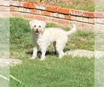 Small Photo #4 Poodle (Miniature)-Unknown Mix Puppy For Sale in Davis, CA, USA