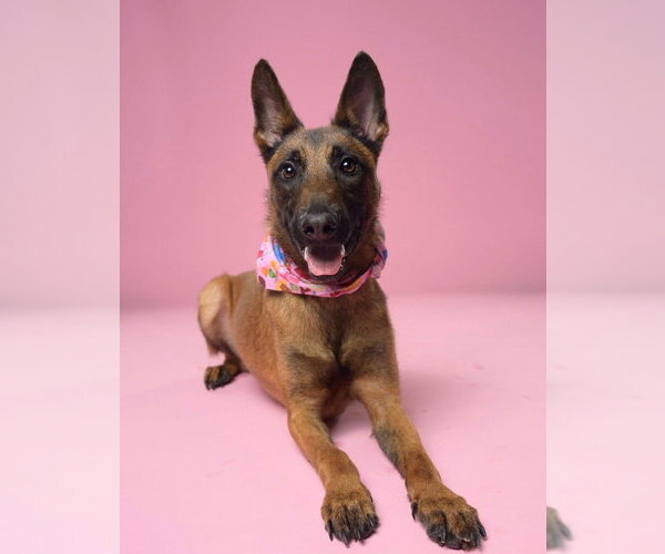 Medium Photo #3 Mutt Puppy For Sale in Imlay City, MI, USA