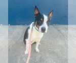 Small #1 Mutt