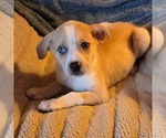 Small #1 Catahoula Leopard Dog-Labrador Retriever Mix