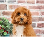 Small #3 Cavapoo (Miniature)