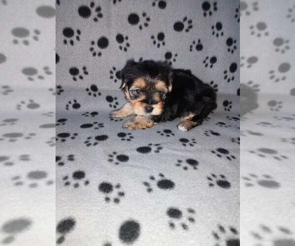Medium Photo #10 Morkie Puppy For Sale in LAPEER, MI, USA