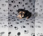 Small #9 Morkie