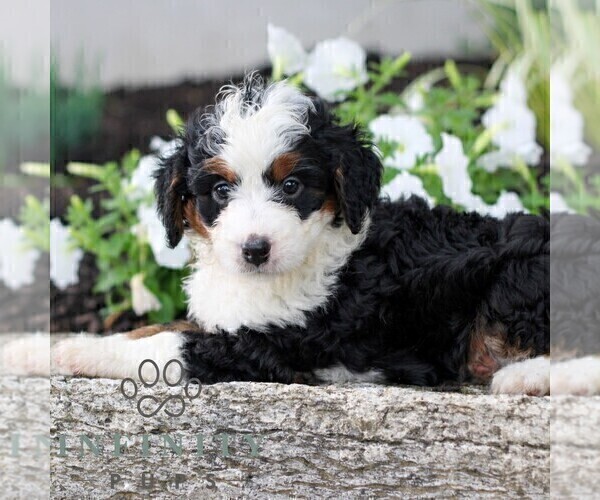 Medium Photo #5 Bernedoodle (Miniature) Puppy For Sale in LITITZ, PA, USA