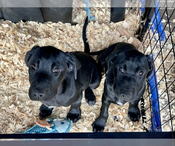 Medium Photo #3 German Shorthaired Lab Puppy For Sale in TACOMA, WA, USA