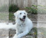 Small #6 Great Pyrenees