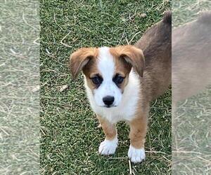 Aussie-Corgi Puppy for sale in BRIGGSDALE, CO, USA