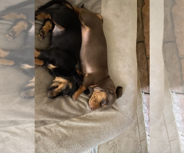 Medium Photo #48 Dachshund Puppy For Sale in LUBBOCK, TX, USA