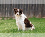 Small #13 Border-Aussie