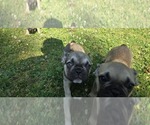 Small #2 French Bulldog