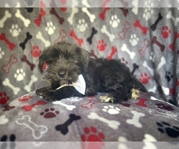 Medium Photo #5 Schnauzer (Miniature) Puppy For Sale in LAKELAND, FL, USA