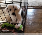 Puppy Puppy 1 Great Pyrenees