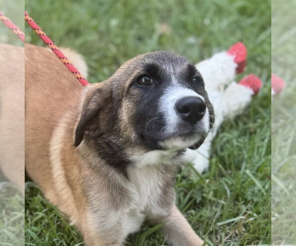 Medium Photo #1 Mutt Puppy For Sale in Yardley, PA, USA