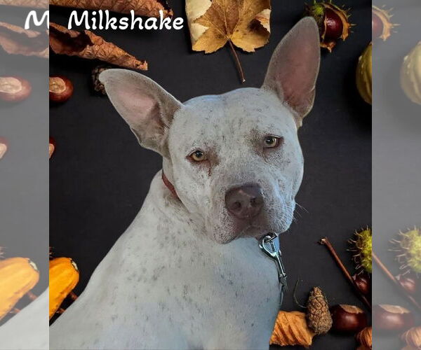 Medium Photo #3 American Pit Bull Terrier-Dalmatian Mix Puppy For Sale in Phelan, CA, USA