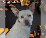 Small #2 American Pit Bull Terrier-Dalmatian Mix