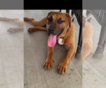 Small #2 American Pit Bull Terrier-Labrador Retriever Mix