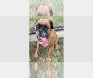 Boxer Dogs for adoption in Austin, TX, USA