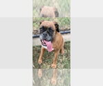 Small Boxer