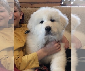 Great Pyrenees Puppy for sale in SPOONER, WI, USA