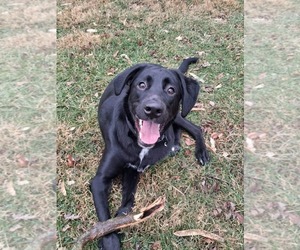 Mutt Dogs for adoption in Germantown, OH, USA