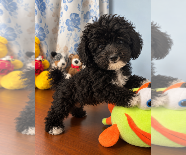 Medium Photo #3 Bichpoo Puppy For Sale in DURHAM, CT, USA