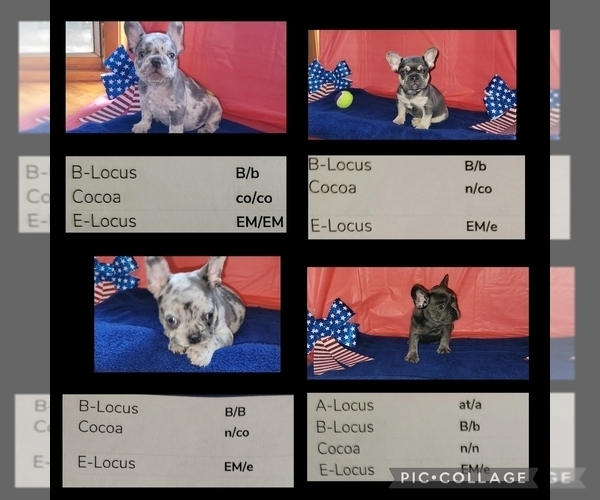 Medium Photo #1 French Bulldog Puppy For Sale in DESOTO, TX, USA