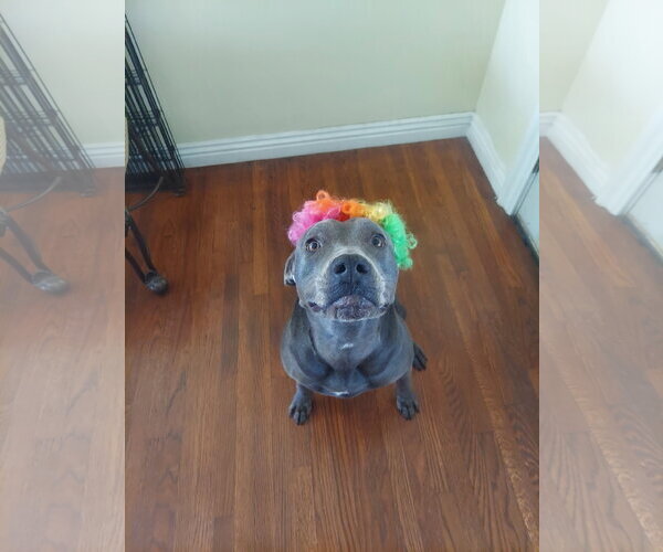 Medium Photo #3 Great Dane-Weimaraner Mix Puppy For Sale in Lake Elsinore, CA, USA