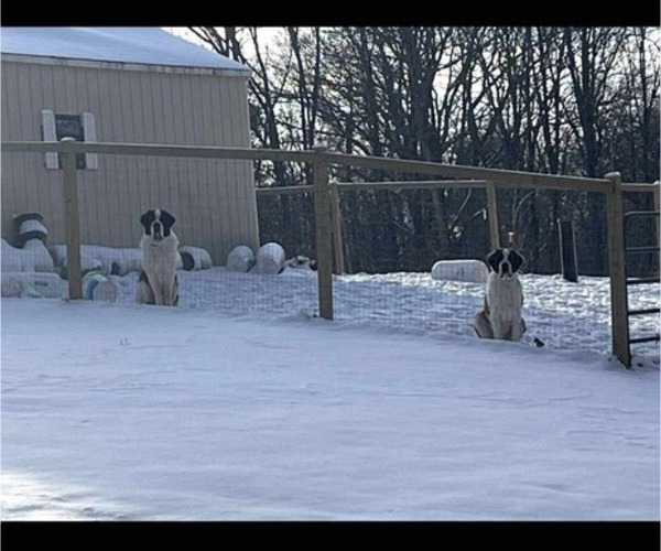 Medium Photo #1 Saint Bernard Puppy For Sale in STANLEY, WI, USA