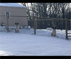 Mother of the Saint Bernard puppies born on 11/20/2025