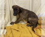 Small Doberman Pinscher Mix