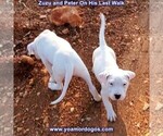 Small Photo #68 Dogo Argentino Puppy For Sale in PINEVILLE, MO, USA
