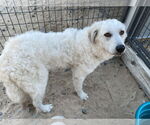 Small #1 Great Pyrenees-Maremma Sheepdog Mix