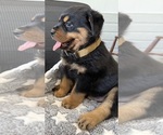 Image preview for Ad Listing. Nickname: Litter of 6