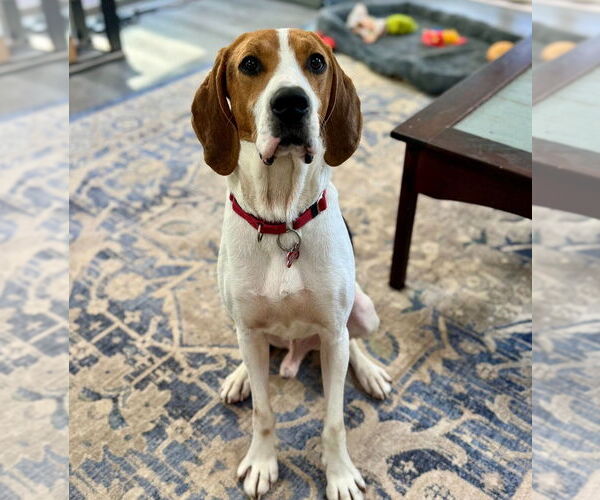 Medium Photo #4 Treeing Walker Coonhound Puppy For Sale in Canton, CT, USA