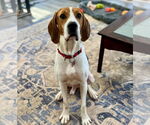 Small #3 Treeing Walker Coonhound