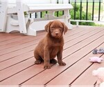 Small #8 Labrador Retriever