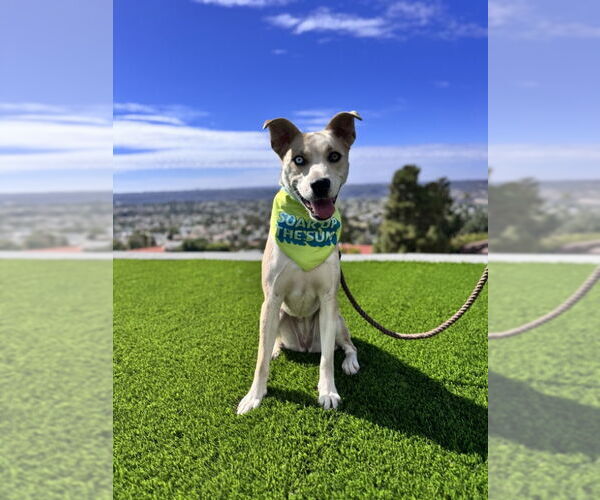 Medium Photo #12 American Pit Bull Terrier-Siberian Husky Mix Puppy For Sale in San Diego, CA, USA