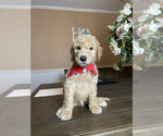 Puppy 2 Goldendoodle