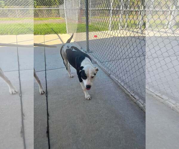 Medium Photo #4 Mutt Puppy For Sale in Rockaway, NJ, USA