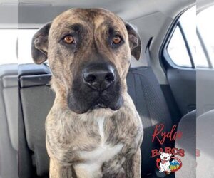 Ryder - Male American Pit Bull Terrier-Unknown Mix Dog for Adoption - Photo #4