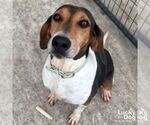 Small #1 English Foxhound Mix