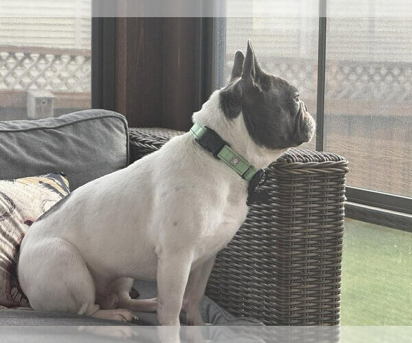 Medium Photo #2 French Bulldog Puppy For Sale in Andover, MN, USA