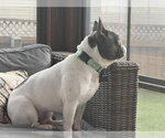 Small #1 French Bulldog