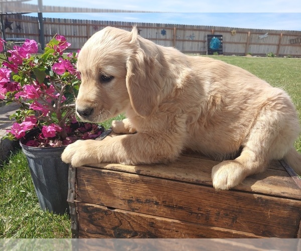 Medium Photo #3 Golden Retriever Puppy For Sale in CANON CITY, CO, USA