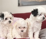 Image preview for Ad Listing. Nickname: Litter of 3