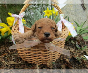 Cavapoo Puppy for sale in SHILOH, OH, USA