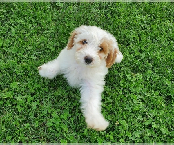 Medium Photo #20 Bernedoodle (Miniature) Puppy For Sale in LEETONIA, OH, USA