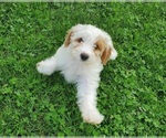 Small #19 Bernedoodle (Miniature)