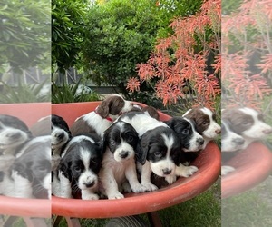 English Springer Spaniel Puppy for sale in PATTERSON, CA, USA